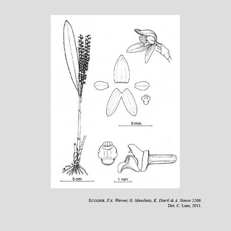 Crocodeilanthe speciosa